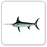 Highland Beach swordfish
