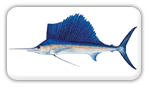 fish-sailfish