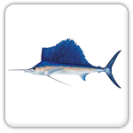 Highland Beach sailfish