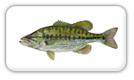 fish-spotted-bass